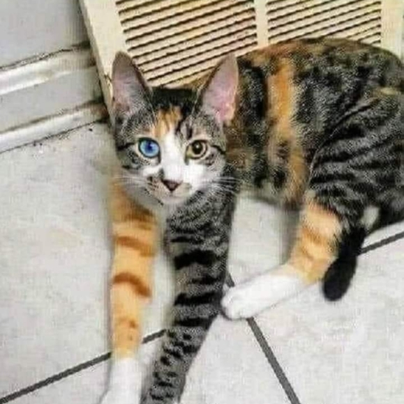 Meet your Posher, Deborah - Picture 1 of 1